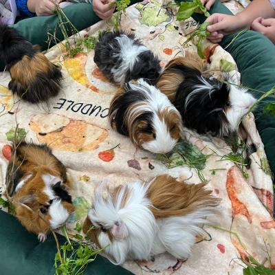 525558568 122174653220377959 8906399037709414546 N